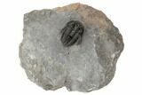 Devil Horned Cyphaspis Walteri Trilobite - Mrakib, Morocco #196642-5